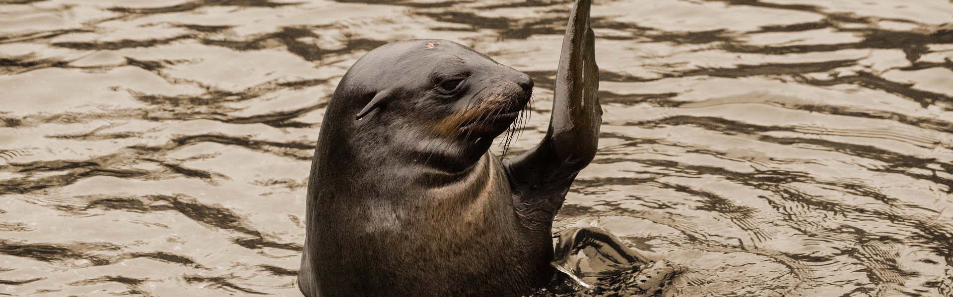 Zeehond_sepia_gedagzeggen