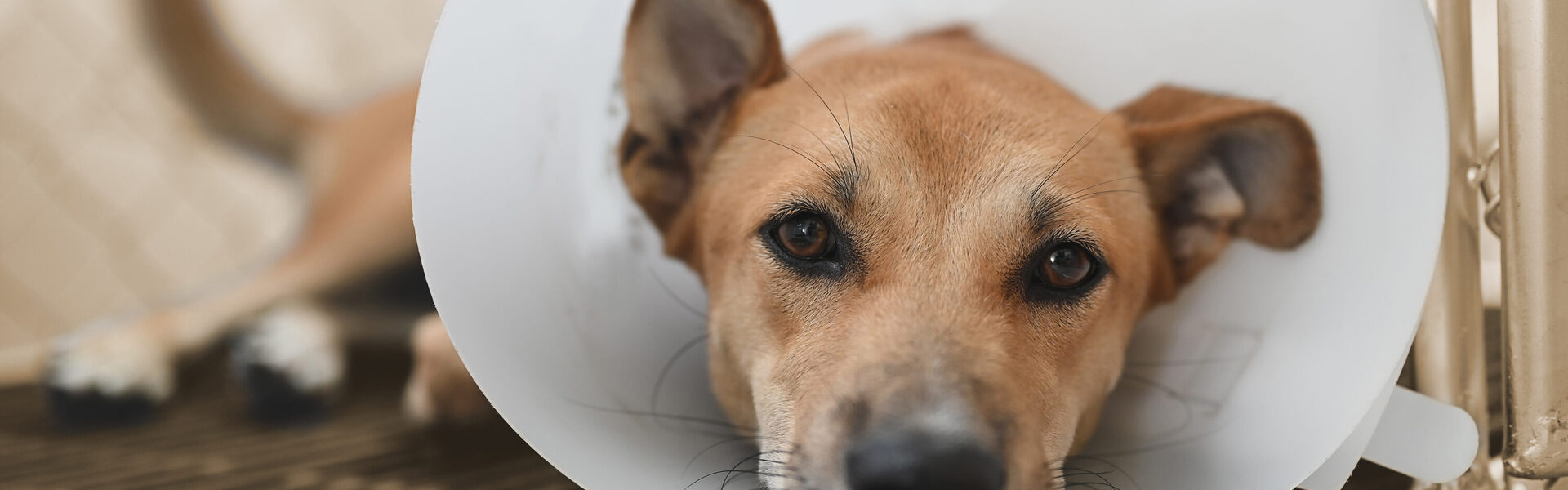 Hond ziek