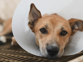 Hond ziek