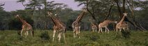 giraffes-2685352
