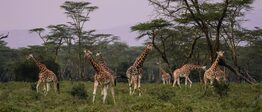 giraffes-2685352