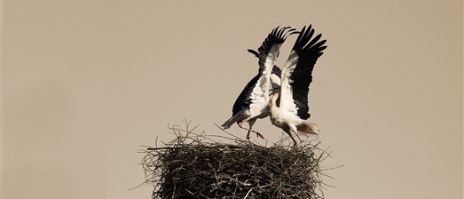 Hoe kan u uw medewerkers leren omgaan met agressie?