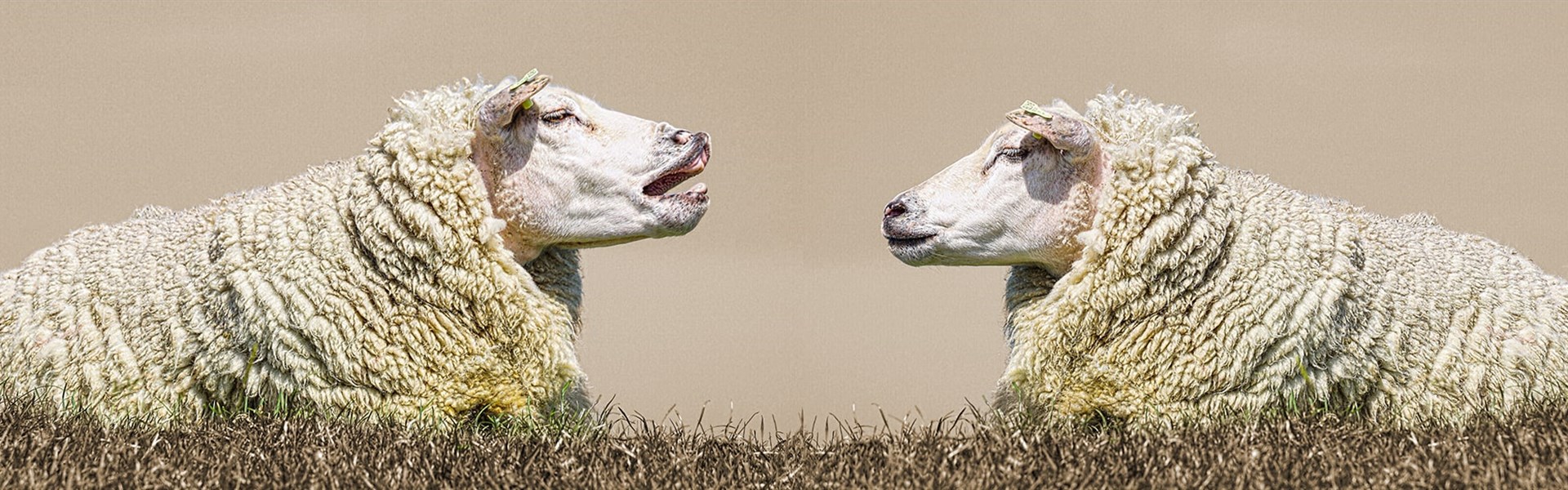 Conflictvaardigheden