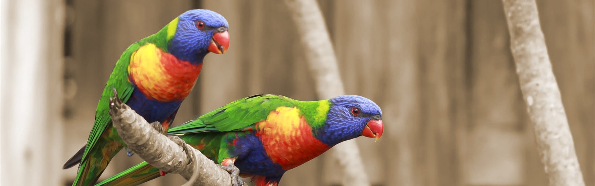 DISC-persoonlijkheidsstijlen_training