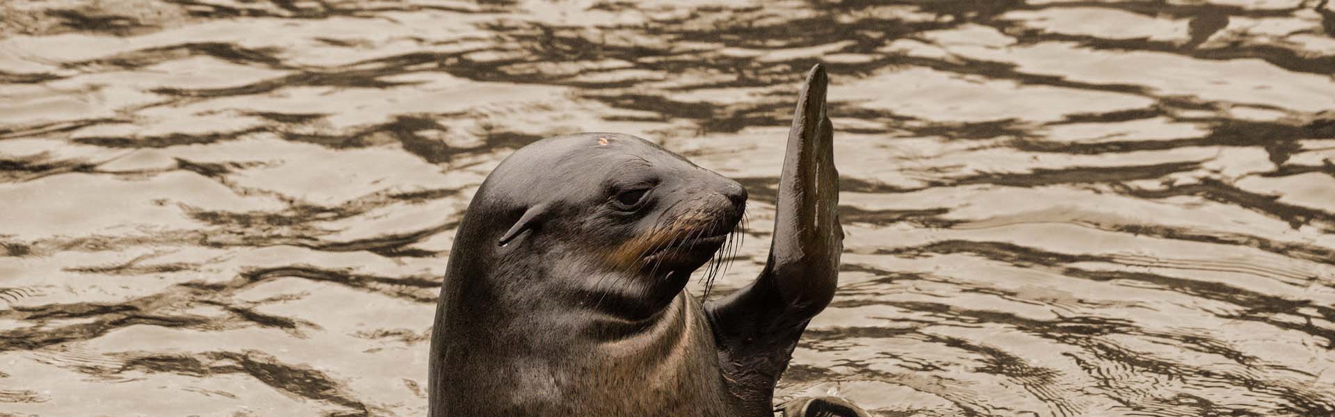Zeehond_sepia_gedagzeggen
