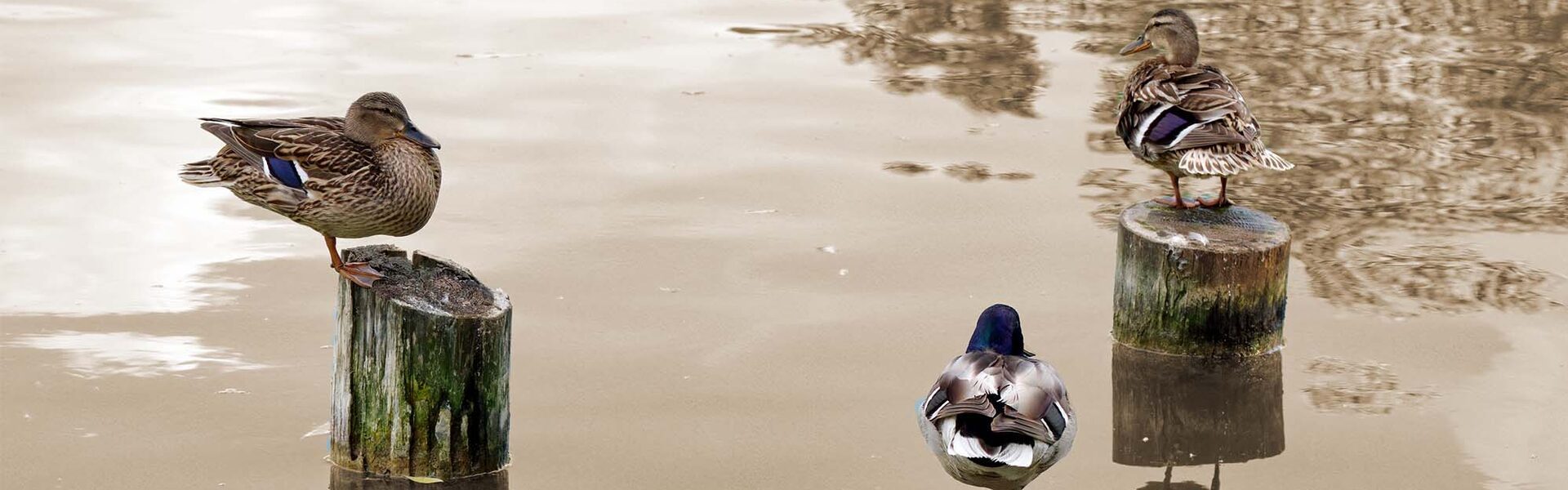 Arbeidsmediation metafoor met eenden in gesprek