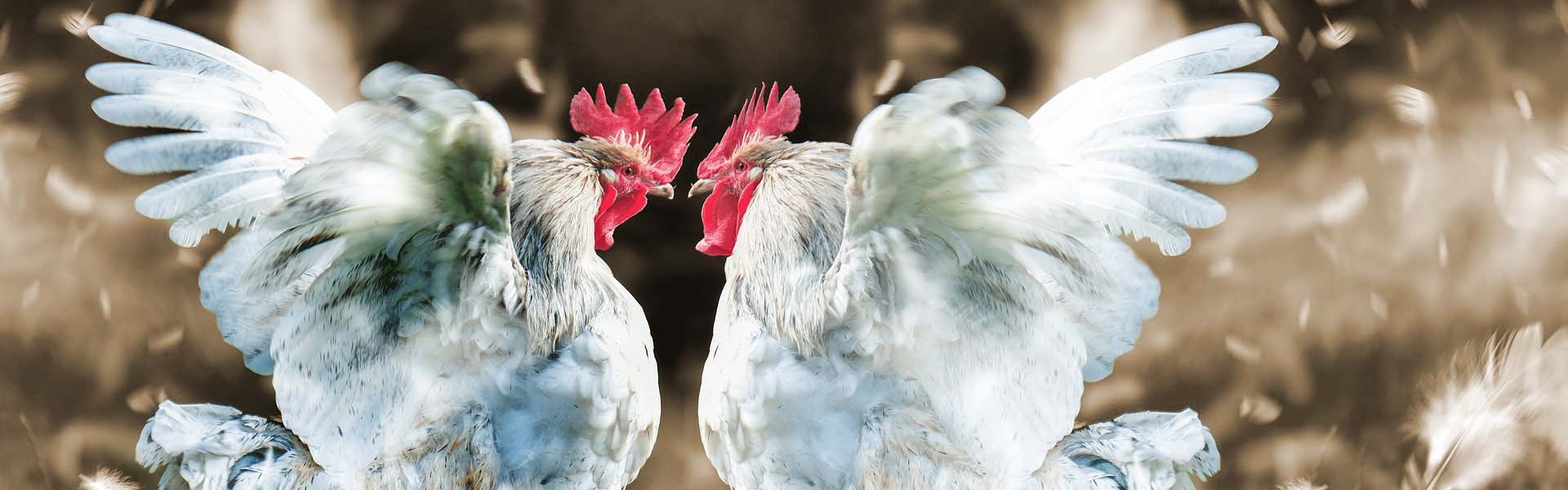 Arbeidsconflicten - uitgebeeld met hanen