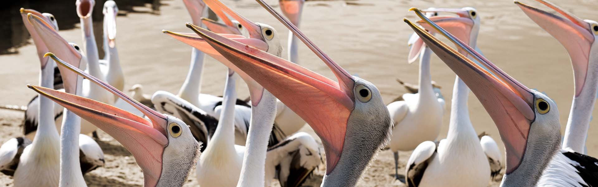 pelicanen_incompany_trainingen_arbeidsmediators