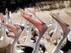 pelicanen_incompany_trainingen_arbeidsmediators
