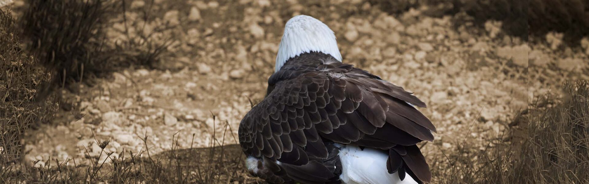 Exit Mediation - Vertrekkende Adelaar