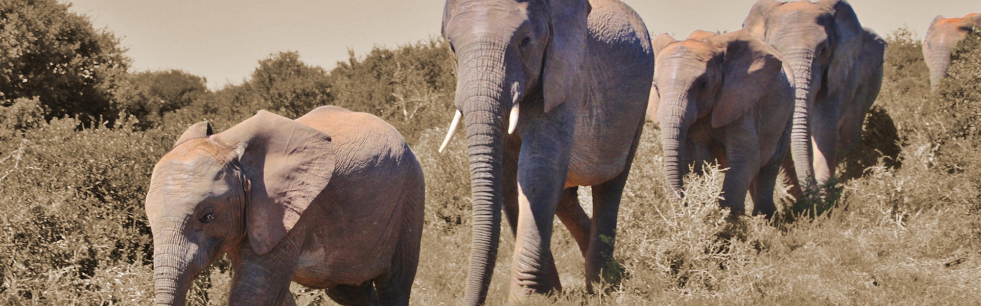 Conflictmanagement - samenwerken kudde olifanten