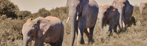 Conflictmanagement - samenwerken kudde olifanten