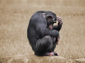 Aanpak conflictsituatie - metafoor aap denk na