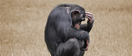 Aanpak conflictsituatie - metafoor aap denk na