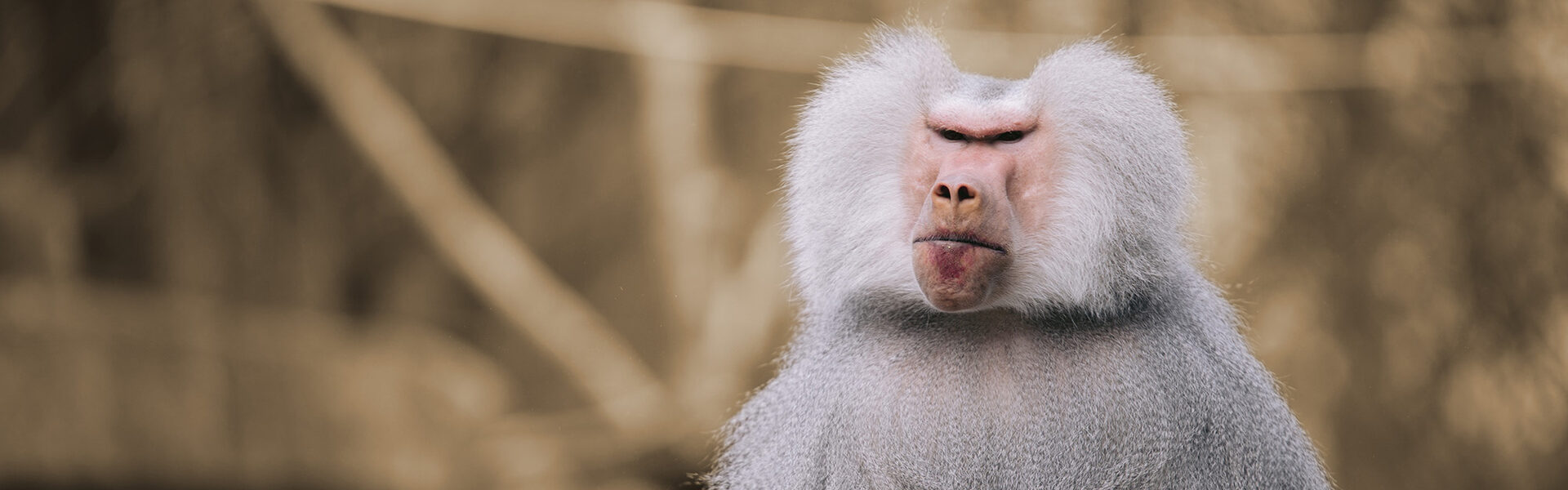 Boze aap-RECHTS sepia