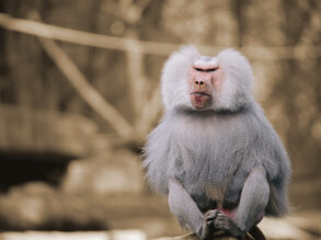 Boze aap-RECHTS sepia