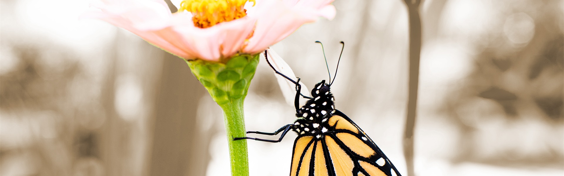 Kwaliteit Arbeidsmediator (Vlinder)