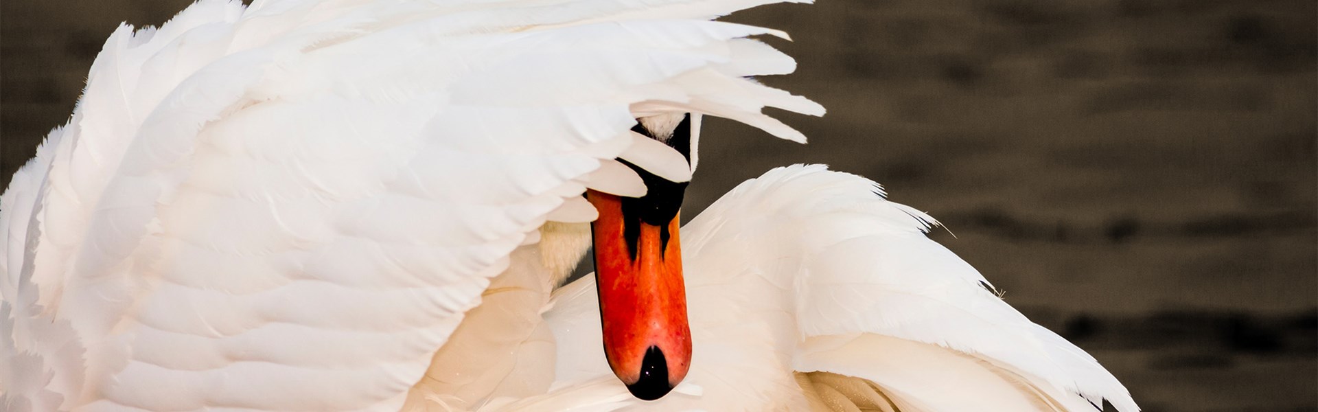 Narratieve mediation (verborgen zwaan) sepia