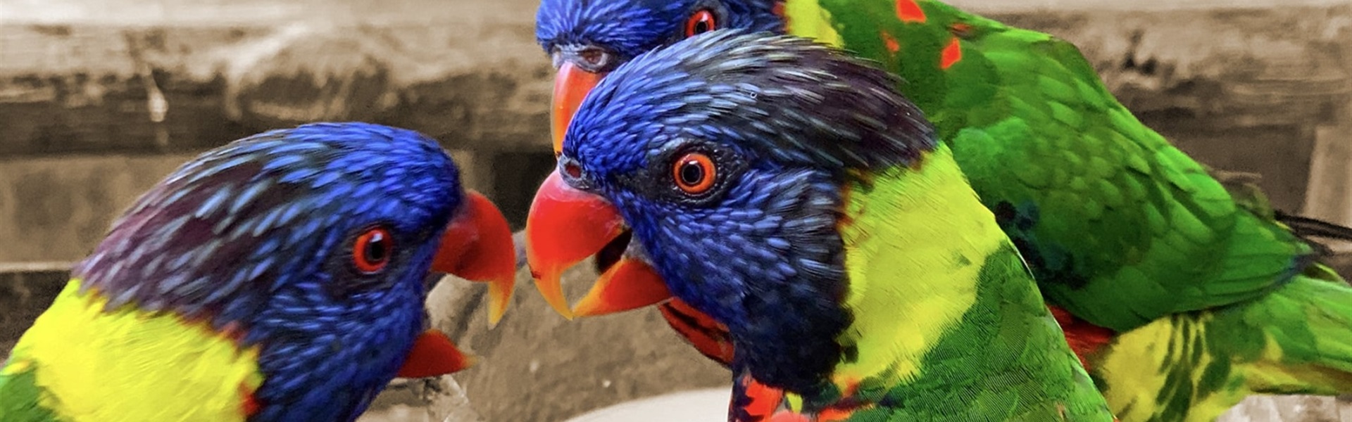 Disctraining mediation (papegaaien disckleuren)