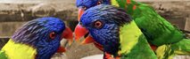 Disctraining mediation (papegaaien disckleuren)