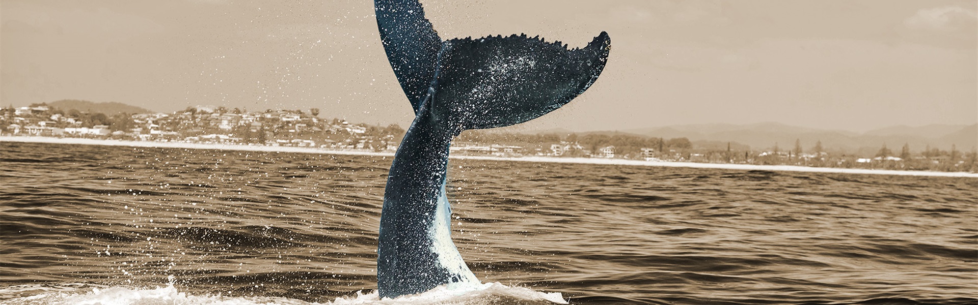 Orka-sepia-narrative mediation