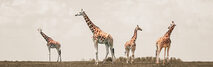 Teammediation (beeld groep giraffen)