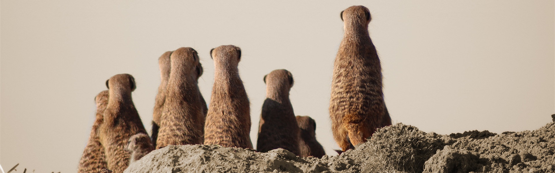 Visie stokstaartjes sepia