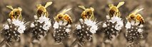 Samenwerkingen arbeidsmediators (bijen werken samen)