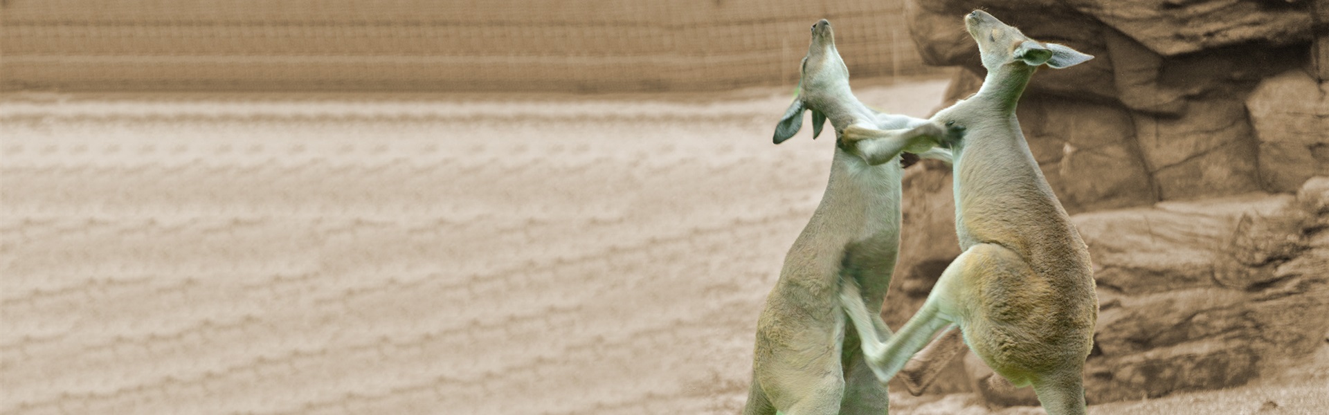 Conflict werkvloer - inspiratiebeeld kangoroe-sepia