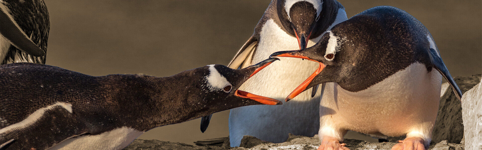 Mediator arbeidsconflict - metafor