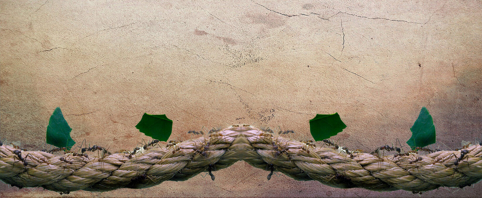 Mieren metafoor Samenwerken werkvloer