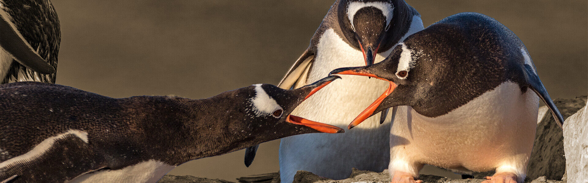 Sfeerbeeld - Conflict op de werkvloer