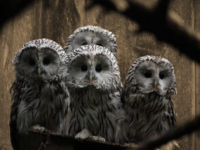 Uilen - metafoor wijsheid mfn register mediators