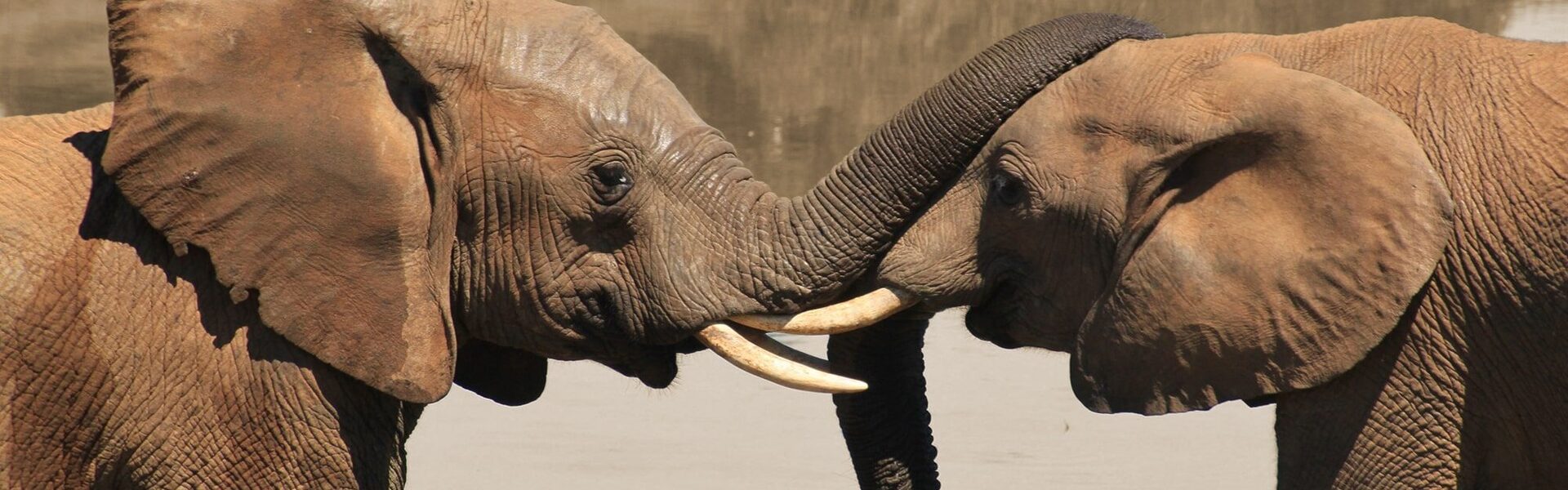 Geweldloze communicatie - metafoorbeeld