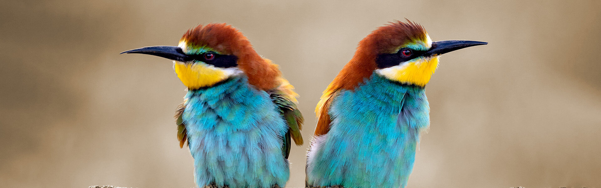 In conflict -  metafoor met vogels