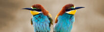In conflict -  metafoor met vogels