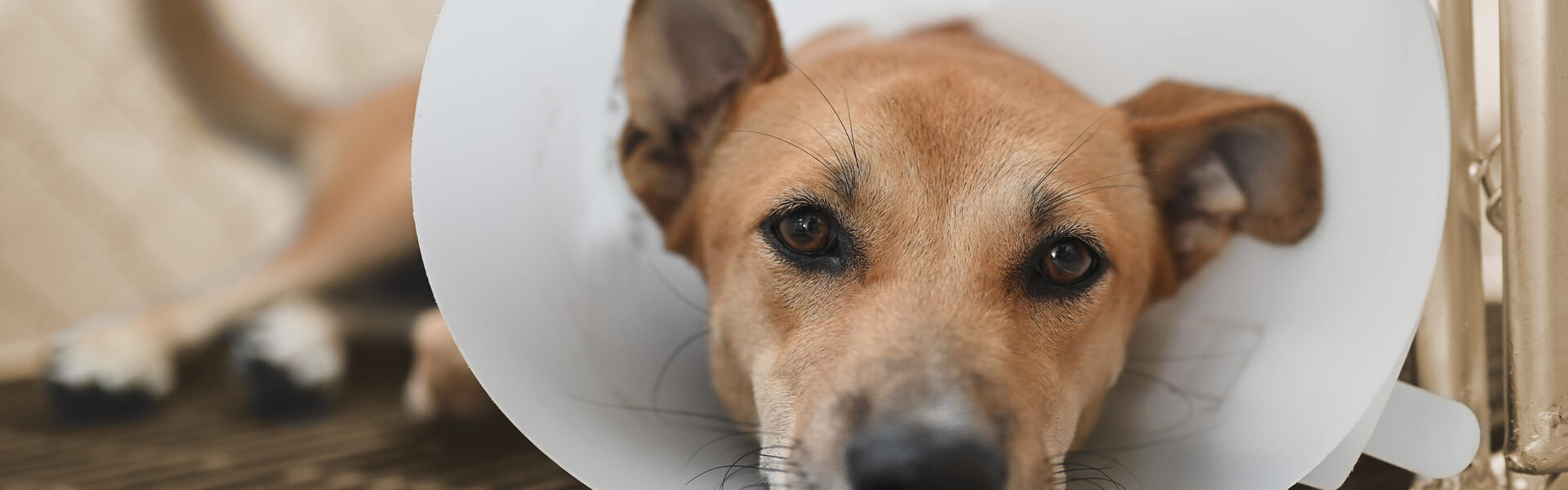 Arbeidsconflict en ziek (metafoor hond)