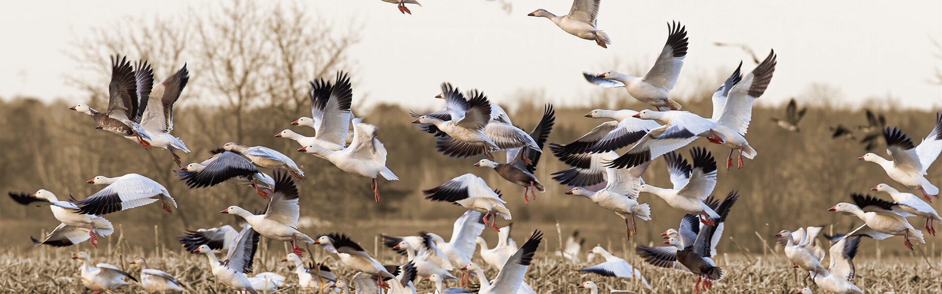 Teamdynamiek-vogels-sepia