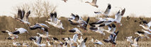 Teamdynamiek-vogels-sepia