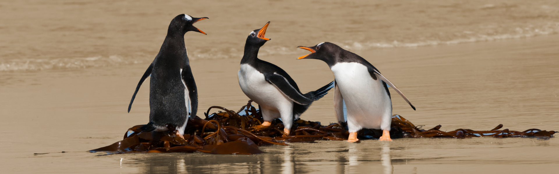 Metafoor teamdynamiek