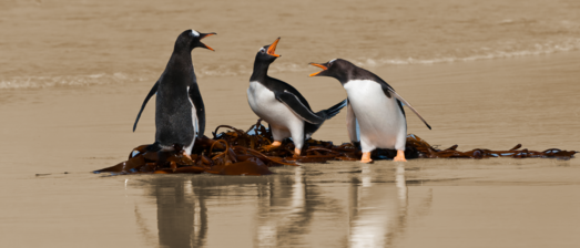 Metafoor teamdynamiek