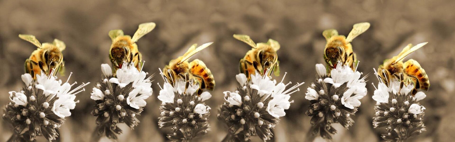 Bijen_sepia-min-min