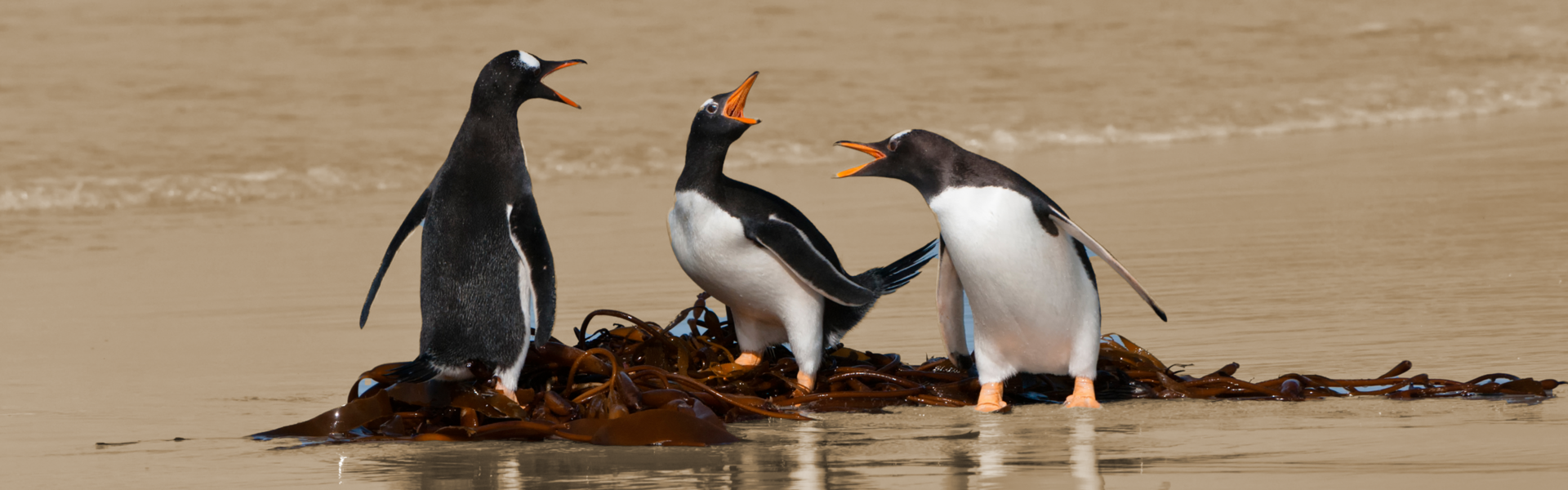 Conflict op werkvloer - metafoor dieren
