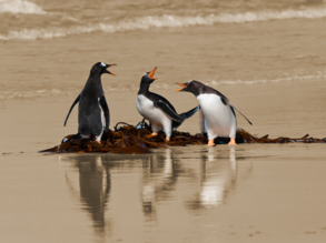 Conflict op werkvloer - metafoor dieren