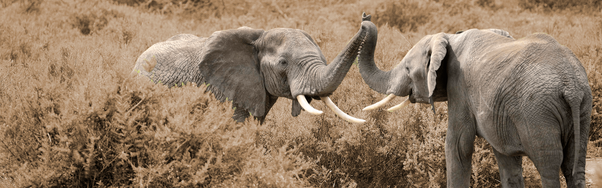 Olifanten-metafoor sociaal veilig