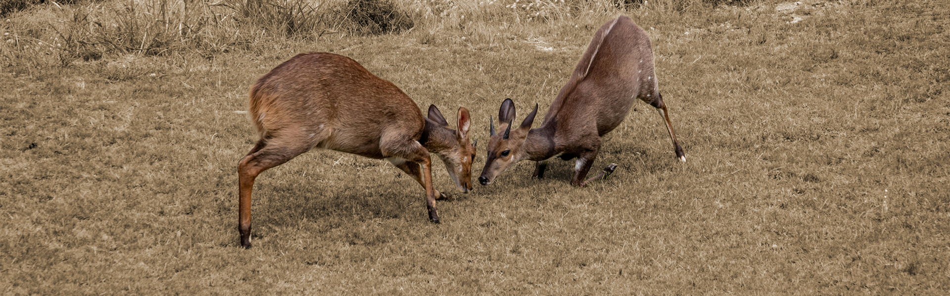 Symboliek ruzie collega