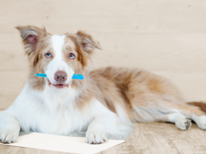 Vaststellingsovereenkomst bij mediation - metafoor