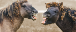 In gesprek blijven - metafoor De arbeidsmediators