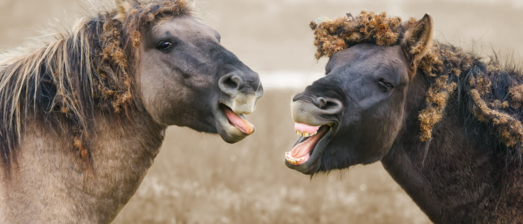 In gesprek blijven - metafoor De arbeidsmediators