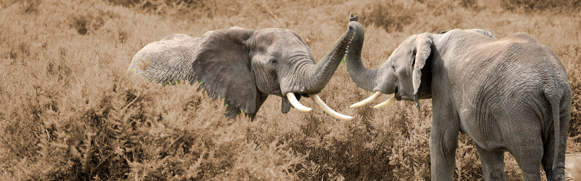 Olifanten metafoor samenwerken